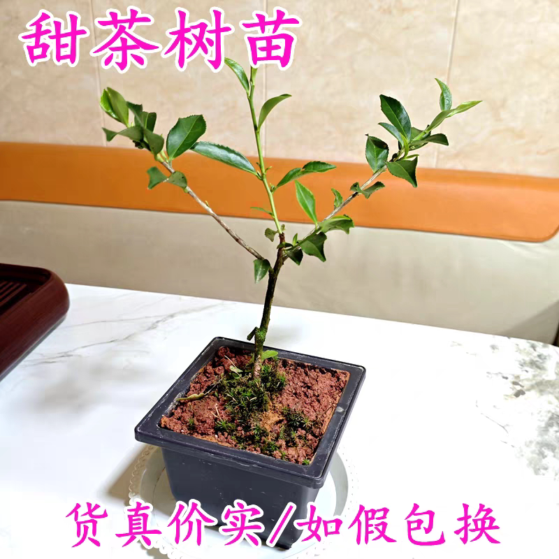 甜茶树苗原杯原泥20-40cm包邮