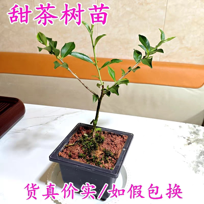 甜茶树苗原杯原泥20-40cm包邮