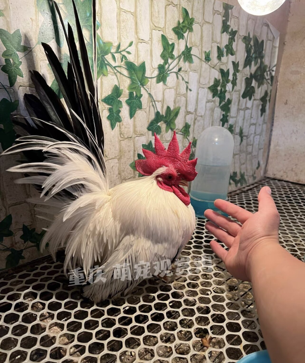 受精种蛋 泰国矮脚鸡 宠物鸡 观赏鸡 进口一代鸡