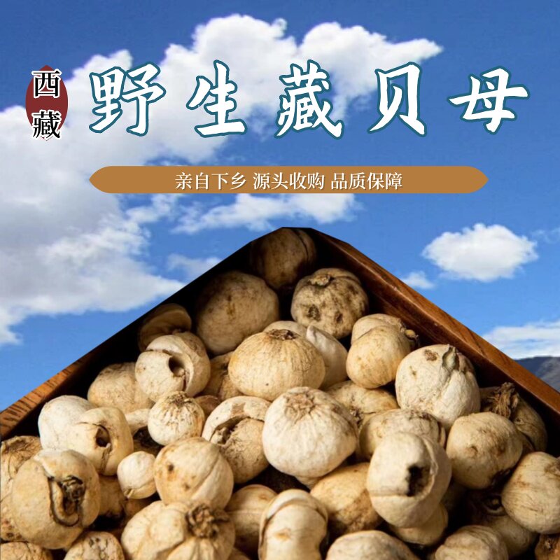 西藏野生那曲藏贝母正品