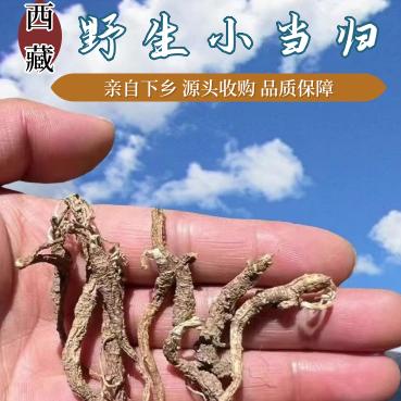 野生强紫外线自然晒干海拔小当归