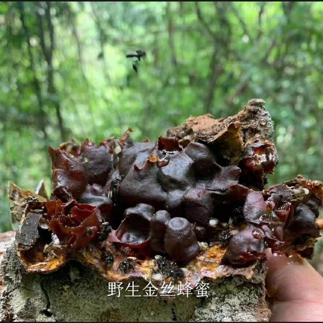 无刺蜂天然农产品云南野生蜂蜜