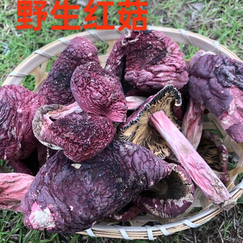 云南当季精选新鲜红菇野生无硫营养菌菇食用煲汤食材特产正宗红菇