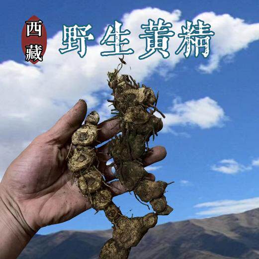 野生新鲜姜型多花甜黄精