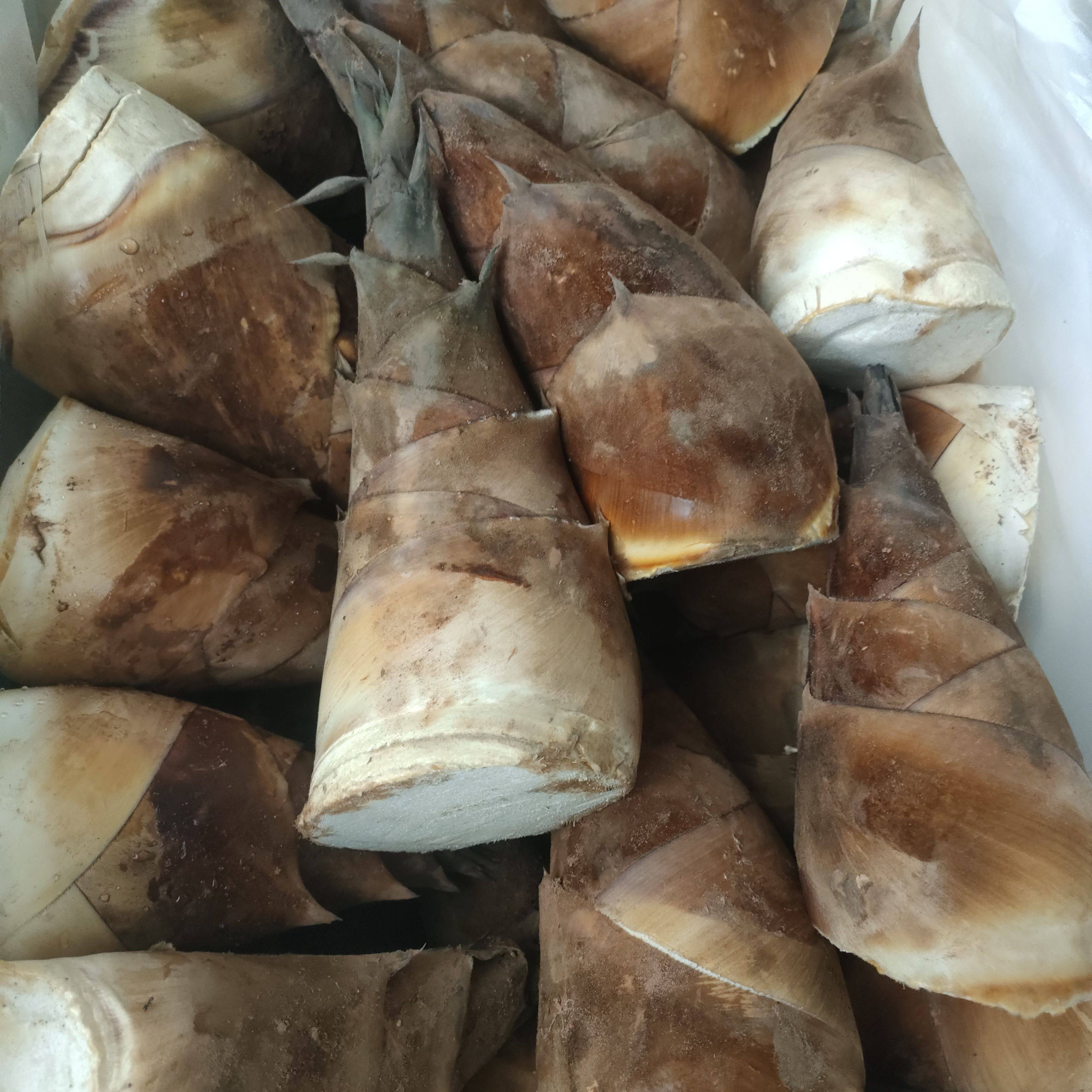 甜笋云南思茅特产新鲜龙口笋嫩笋芽新鲜笋春笋500克包邮