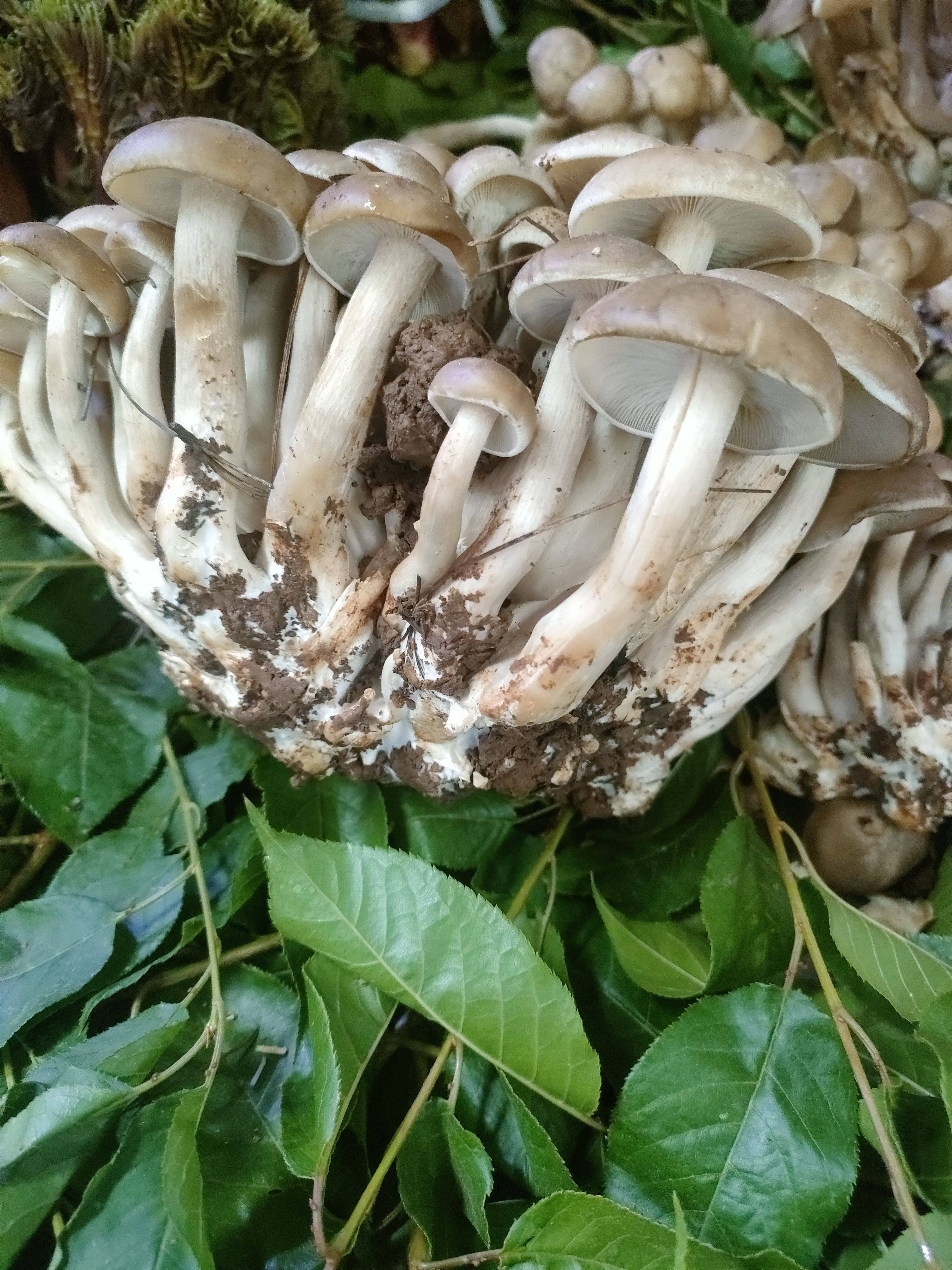 野生菌云南特产野生栗窝菌特产野生蘑菇食用鲜菇顺丰空运包邮500