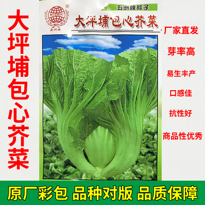 大坪埔包心芥菜种子秋季大芥菜种