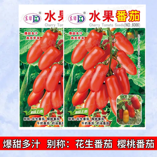 水果番茄种籽子花生番茄种籽超甜圣女果种籽樱桃番茄种子阳台盆栽
