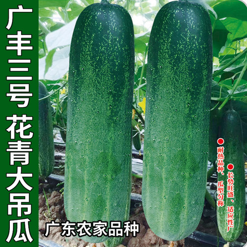 大吊瓜种子广东大青瓜种籽
