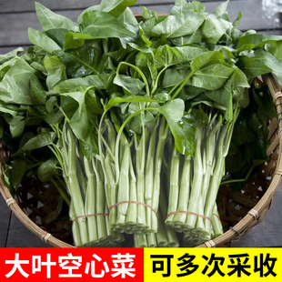 大叶白梗空心菜种子种籽水蕹菜通心菜籽农家四季庭院大田蔬菜种籽
