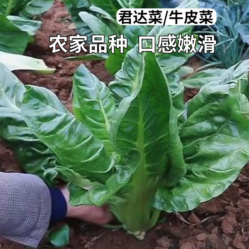 厚皮菜种子甜菜籽牛皮菜