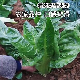 君达菜种子青梗牛皮菜籽种厚皮菜种籽甜菜四季农家老品种蔬菜种孑