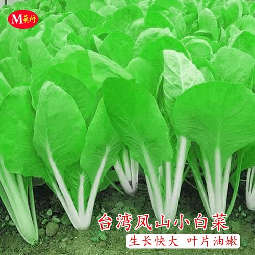耐热四季速生小白菜包邮