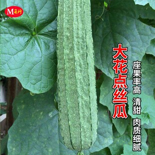 高产菜园阳台盆栽蔬菜种籽孑 大花点肉丝瓜苗种子菱角丝瓜春秋四季