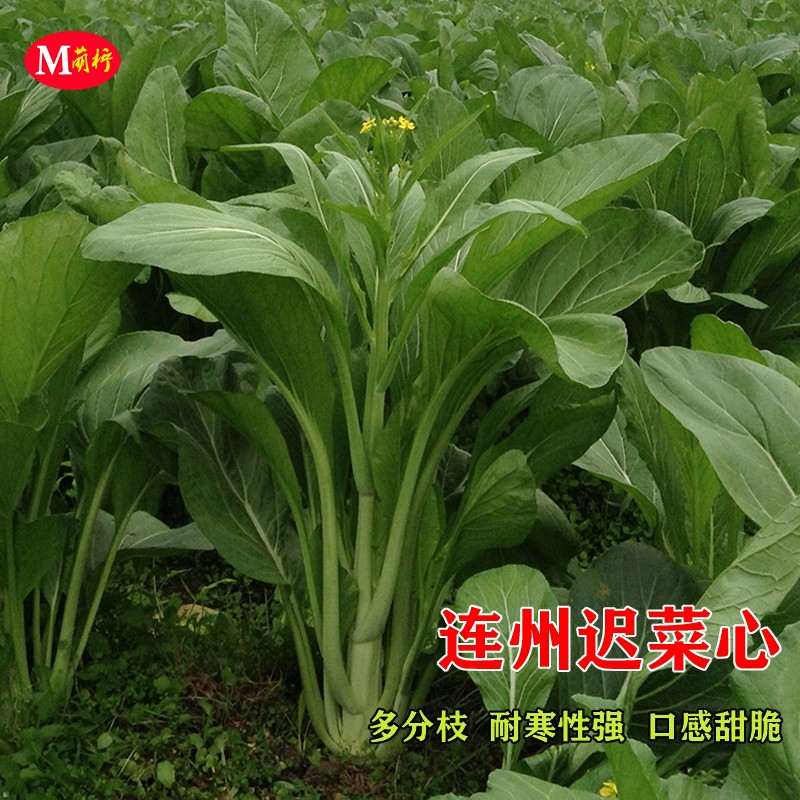连州菜心种子菜苔种籽迟菜心秋季