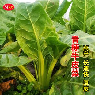 牛皮菜种子秧苗根达菜饭迟唛君达菜厚皮菜种籽春季秋冬季蔬菜种孑