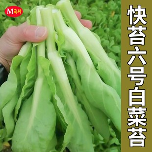 快苔六号白菜苔种籽种子秋冬季种白菜心种孑蔬菜种籽四季阳台盆栽