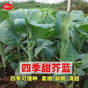 四季甜芥蓝种子芥兰种子大田种植春秋四季播盆栽种籽广东蔬菜种孑