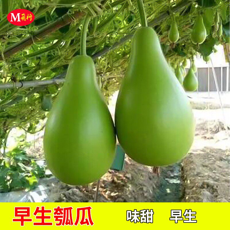 早生瓠瓜苗种子春季食用肉瓜短浦种籽葫芦瓜苗瓢瓜种子蔬菜籽秧苗
