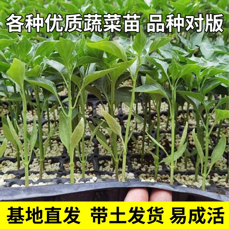 蔬菜苗秧番茄苗种苗盆栽辣椒苗茄子秧苗苦瓜西瓜丝瓜菜苗南瓜秧苗,鲜花速递/花卉仿真/绿植园艺,种苗/半成品盆栽,淘宝优惠券,粉丝福利购,淘宝优惠卷