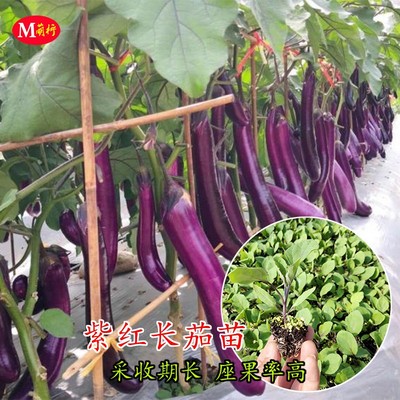 夏卡紫红茄子春季南方吊菜高产