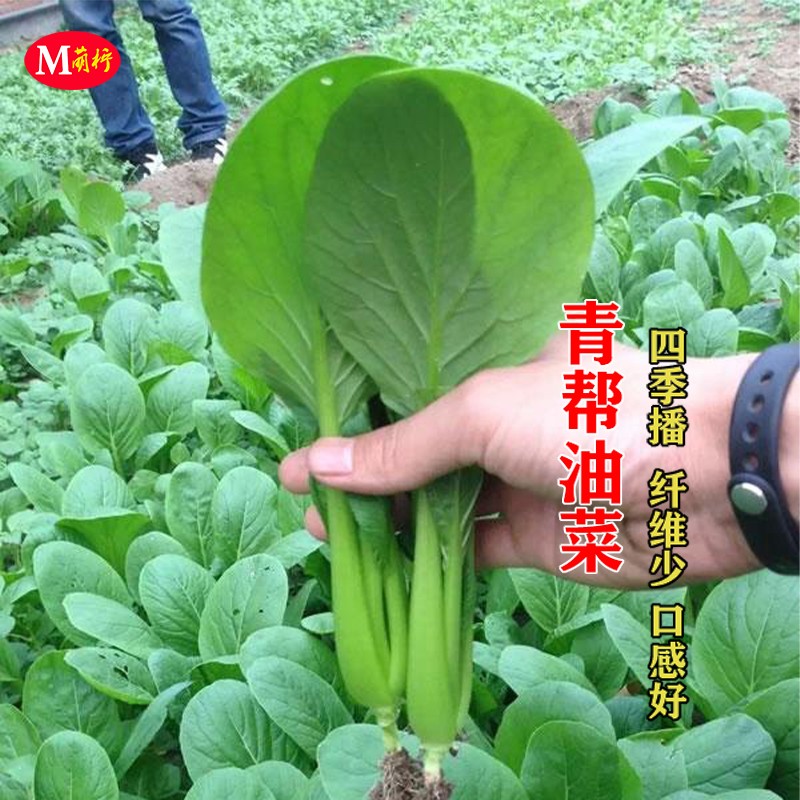 青帮油菜种籽青梗菜种子春夏秋冬季四季青菜种籽四季盆栽蔬菜种孑