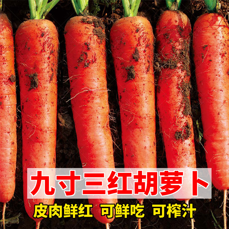 九寸三红胡萝卜种子鲜红脆甜秋季四季水果萝卜籽农家菜园蔬菜种孑