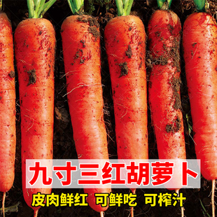 九寸三红胡萝卜种子鲜红脆甜秋季四季水果萝卜籽农家菜园蔬菜种孑