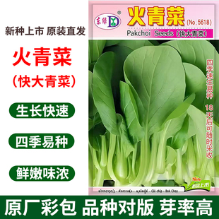 火青菜种子四季 快大速生小白菜种籽鸡毛菜油菜阳台盆栽蔬菜种孑籽