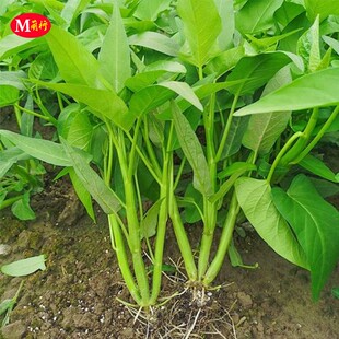 三叉空心菜苗种籽蕹菜通心菜种子盆栽大叶青菜籽四季蔬菜种孑秧苗