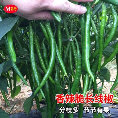 长线椒苗种子阳台盆栽香辣脆辣椒种籽秧苗农家菜园庭院蔬菜种苗孑