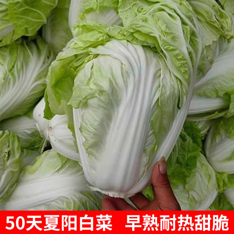 夏阳白菜种籽50天耐热