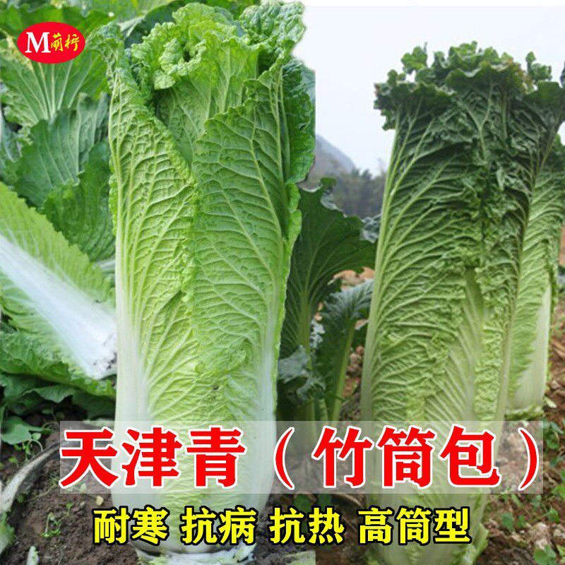 天津青麻叶竹筒包大白菜种籽高产秋季农家蔬菜籽绍菜小大白菜种孑_虎窝淘
