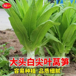 大头白尖叶莴笋种子秋季尖叶莴苣种籽四季播阳台盆栽大田蔬菜种孑