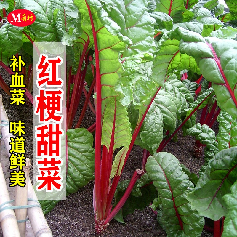 农家补血春秋四季红梗甜菜