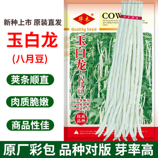 玉白龙八月豆角种子豇豆种籽白豆角种籽耐热夏秋季上架爬藤珠仔豆