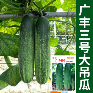 广东花青大吊瓜苗秧苗种子大青瓜耐热黄瓜苗种籽四季蔬菜种孑苗秧