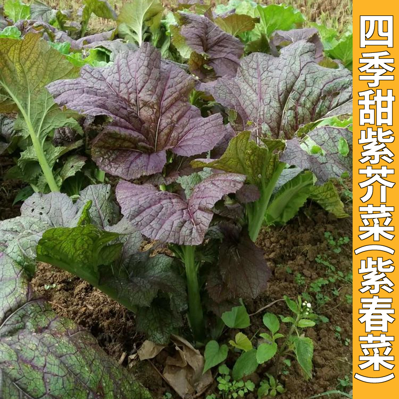 紫芥菜种子青菜芥菜宽叶介菜
