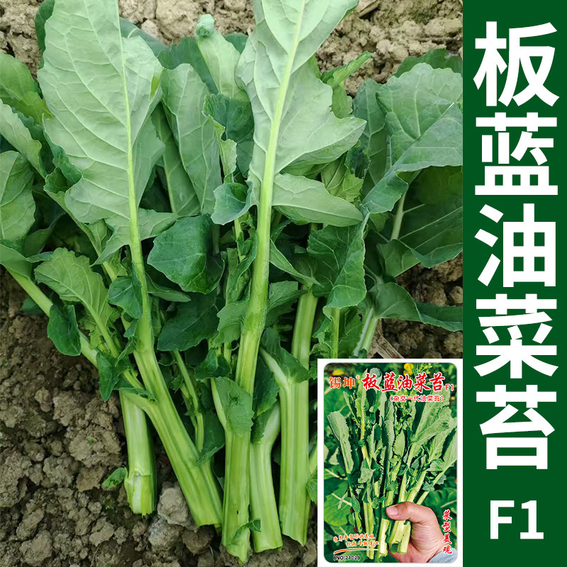 板蓝根菜苔种子青菜苔种籽农家盆栽小青菜秋季蔬菜种孑种籽子菜籽