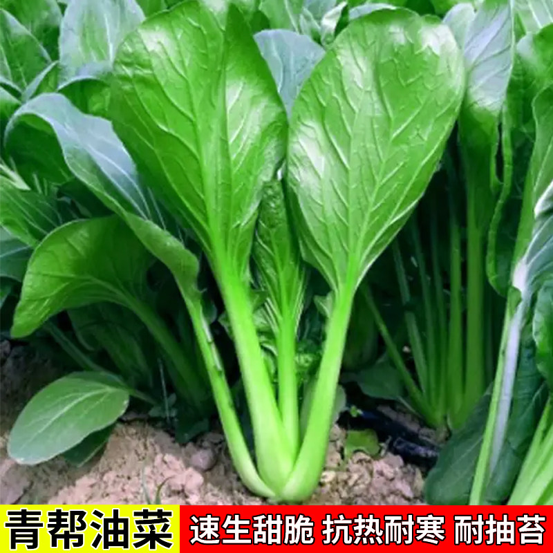 青帮油菜种子种籽青梗菜籽四季青菜种籽阳台盆栽农家菜园蔬菜种孑,鲜花速递/花卉仿真/绿植园艺,家庭园艺种子,淘宝优惠券,粉丝福利购,淘宝优惠卷