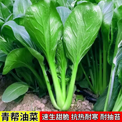 青帮油菜种子种籽青梗菜籽