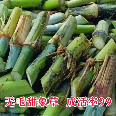 甜象草3号种节无毛四季常青牧草