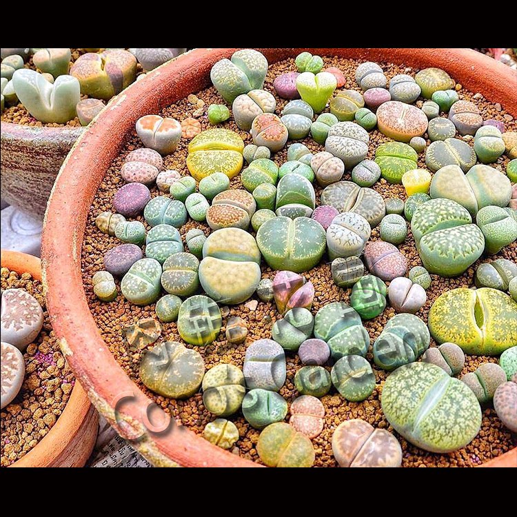 生石花混合种子南非易活进口多肉