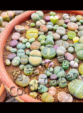 生石花混合种子南非易活进口多肉