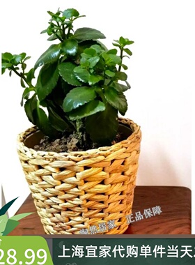 IKEA/宜家装饰用花盆水葫芦