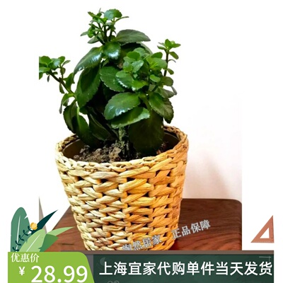 IKEA/宜家装饰用花盆水葫芦