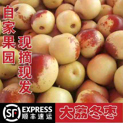 现摘现发农家自产自销陕西特产大荔冬枣脆枣脆甜新鲜水果顺丰包邮
