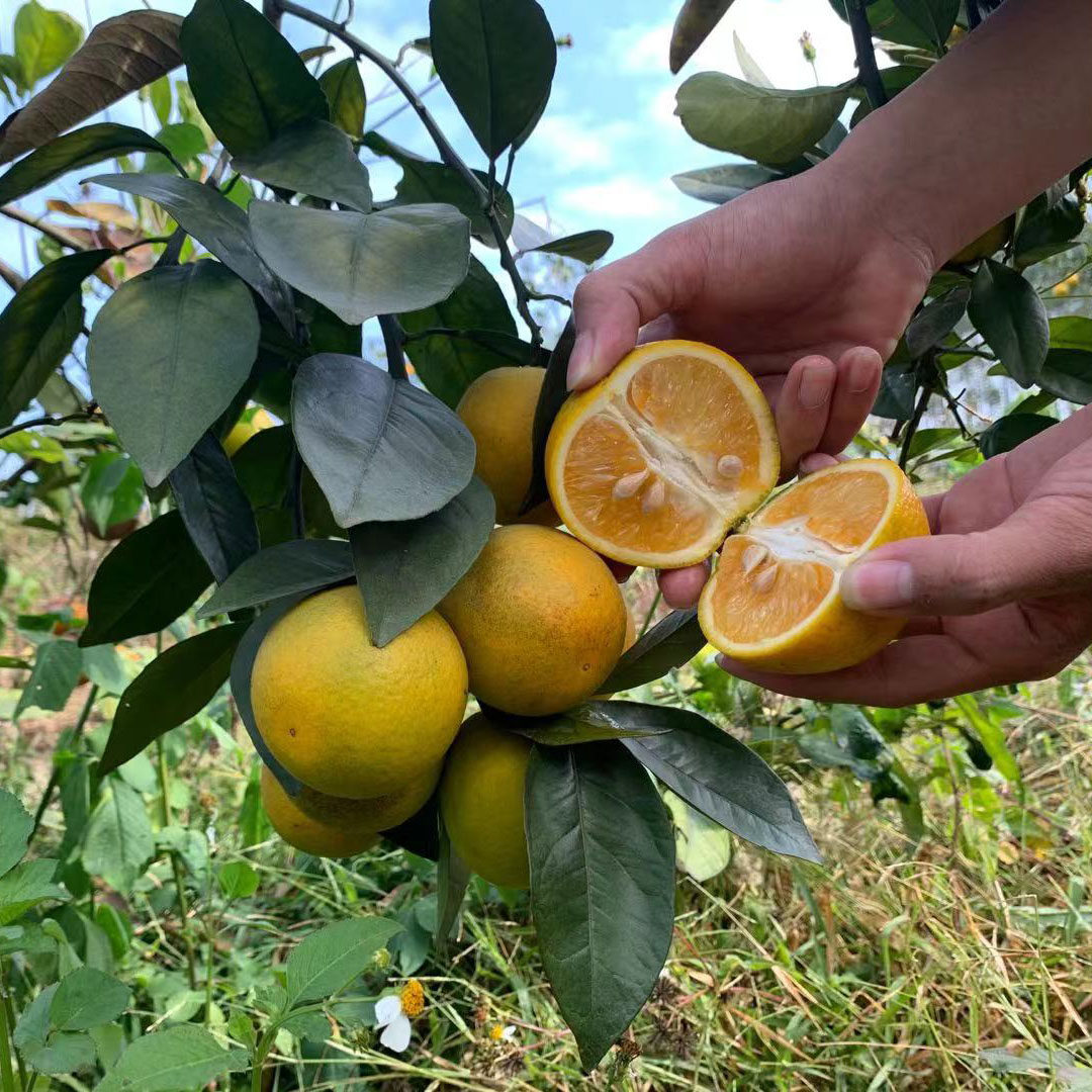 湛江特产廉江红江橙子5斤装10斤礼盒装原产地现发货广东省内包邮