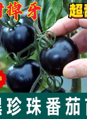 黑珍珠新品黑色番茄樱桃高产圣女果苗水果果季西红柿阳台四季盆栽