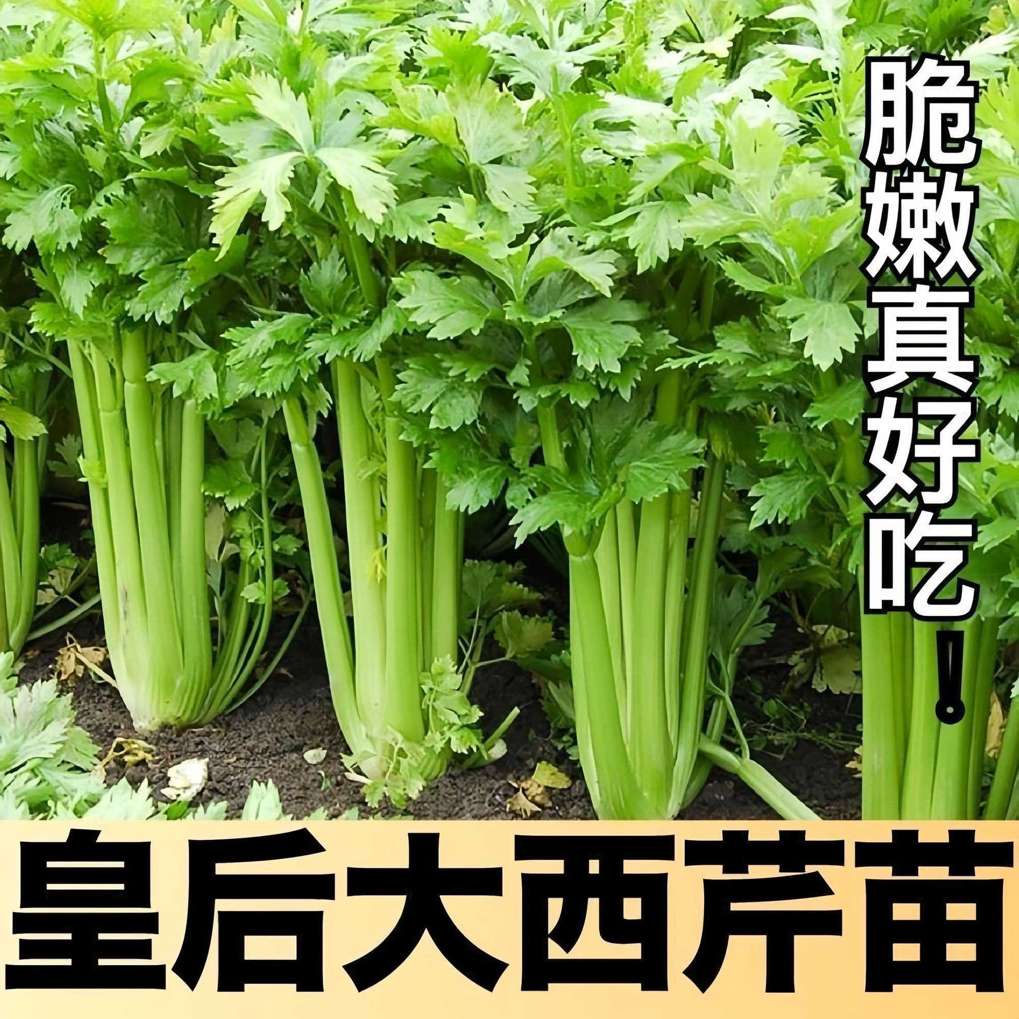 带土皇后西芹香芹黄心芹菜高产春秋盆栽阳台基地直发四季蔬菜苗,农用物资,蔬菜种子/种苗,淘宝优惠券,粉丝福利购,淘宝优惠卷